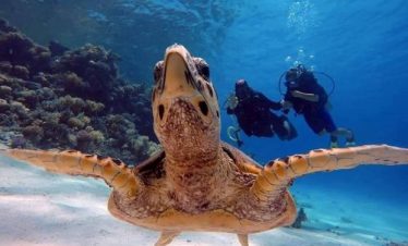 Diving for Beginners – Discover the Red Sea Underwater