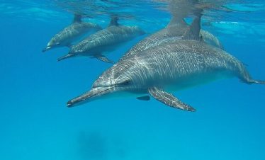 Sataya Reef Boat Trip + Snorkeling with Dolphins