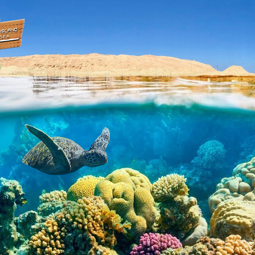 Giftun Island Snorkeling Day Trip from Hurghada