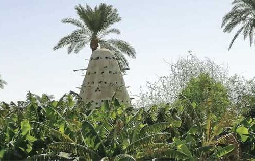 Banana Island Tour in Luxor